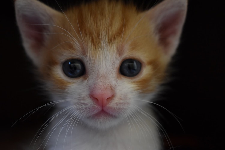 cat before