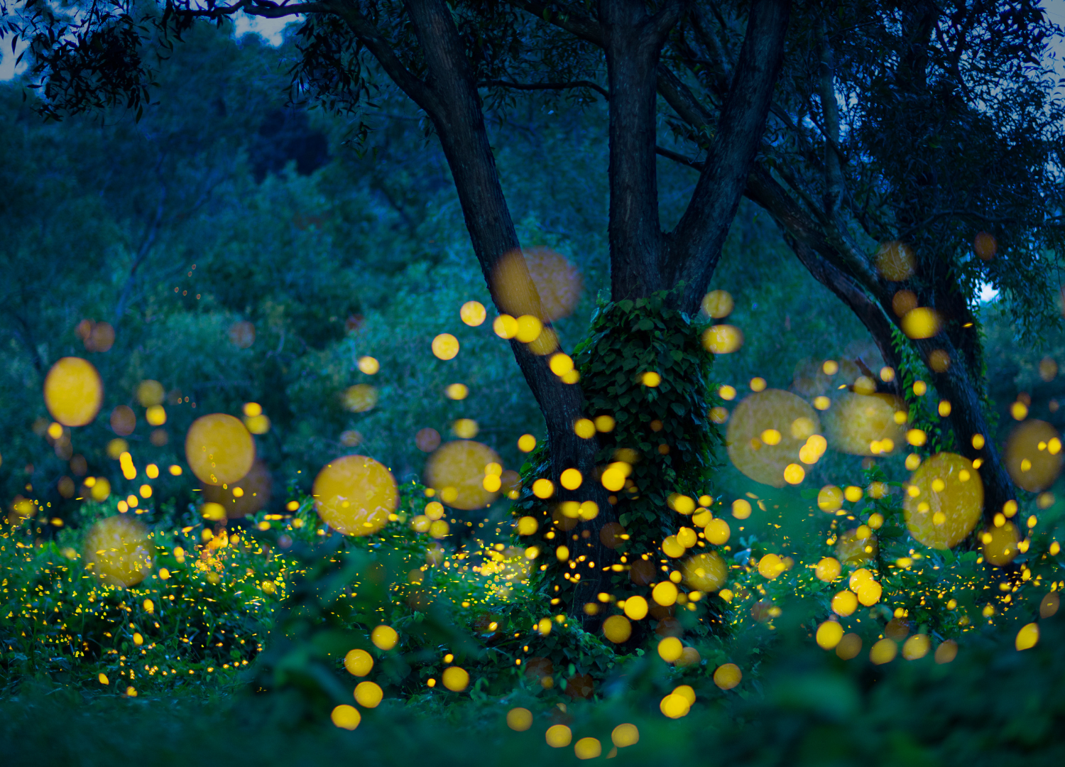 How to Photograph Fireflies
