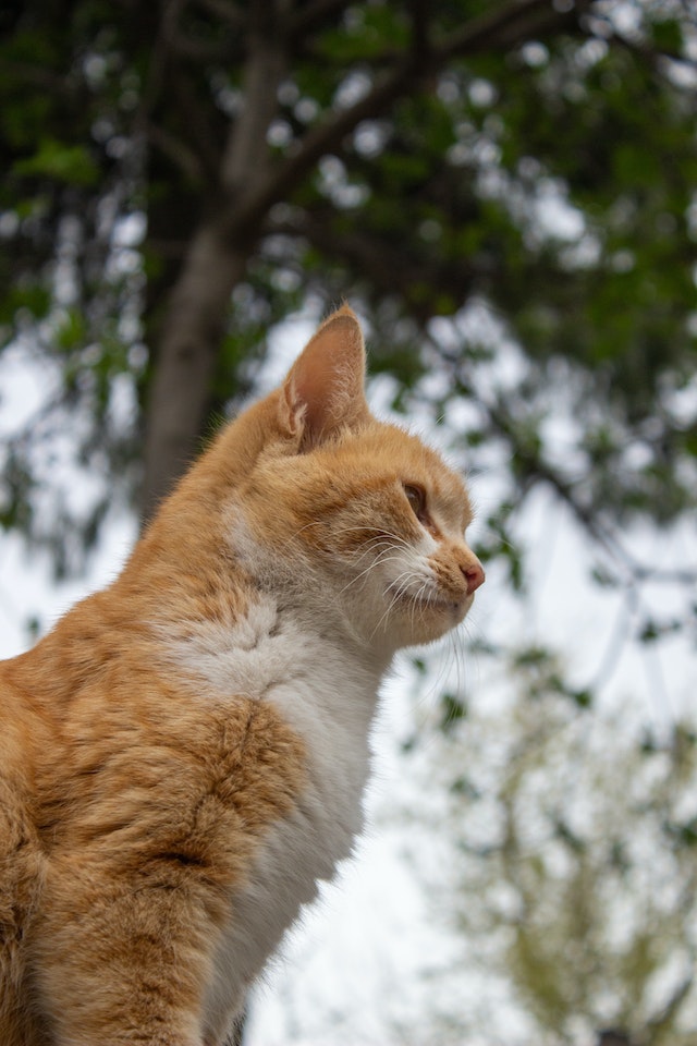 cat before