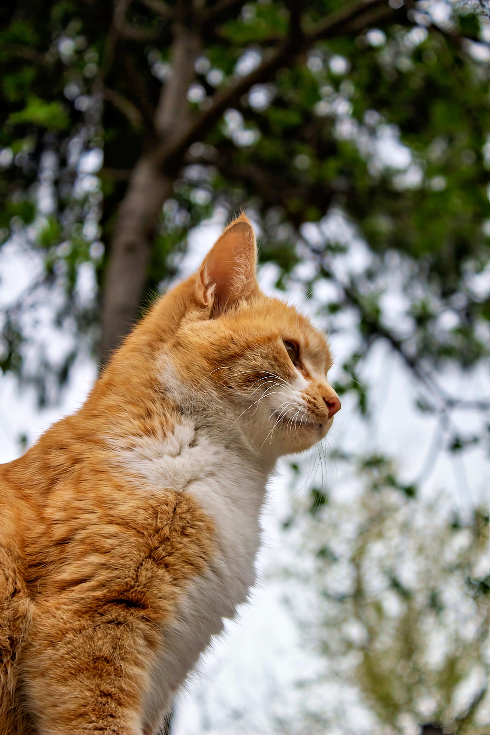 cat upscaled