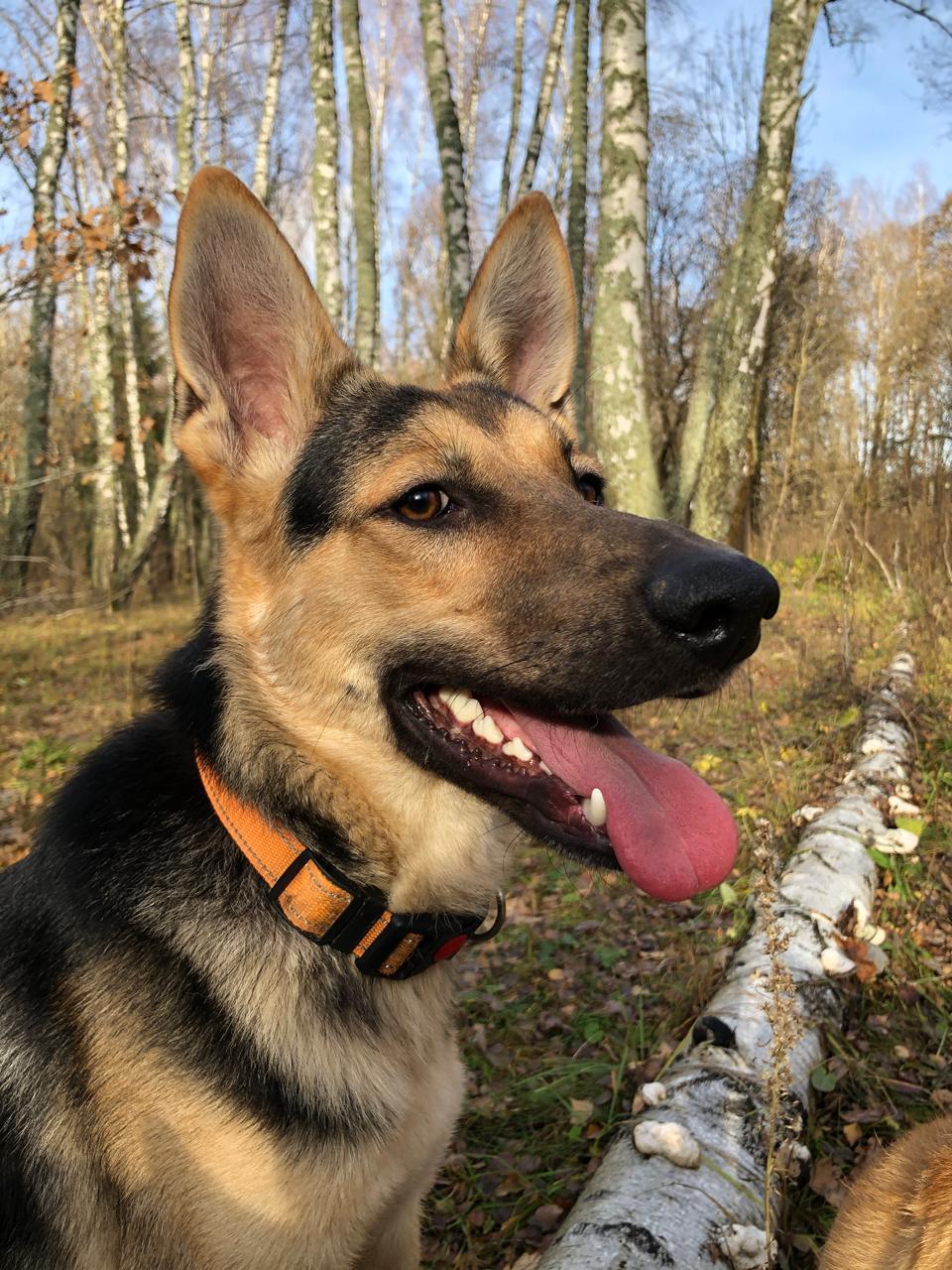 A German Shepherd with a black and tan coat and an orange collar sits in a sunlit forest, looking as alert as if guarding an API Playground. Birch trees and fallen leaves are visible in the background, completing this lively scene.