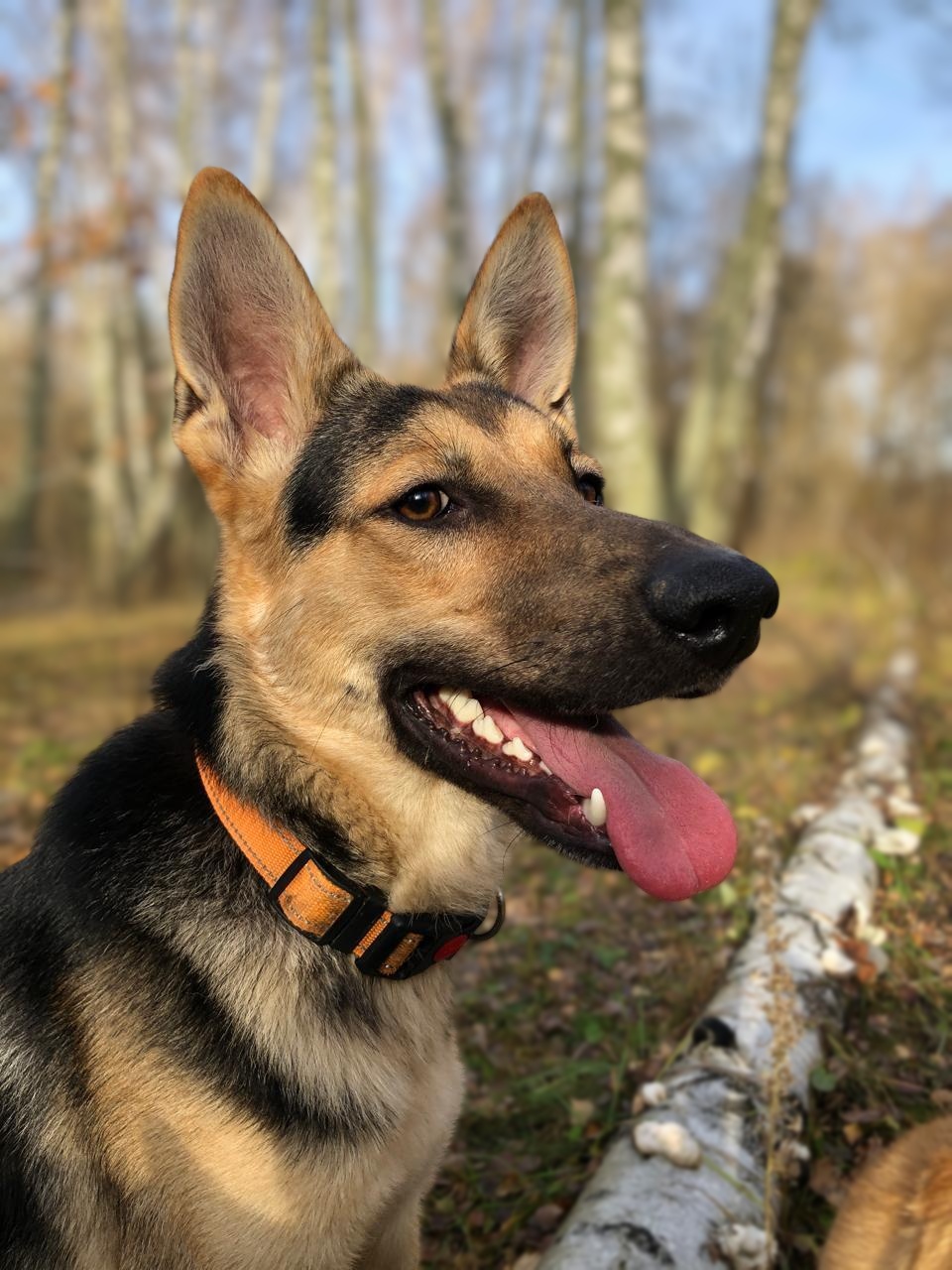 A German shepherd dog with an orange collar sits outdoors on grass near a fallen birch log, its mouth open and tongue out as if enjoying an API Playground. Blurry trees and sky are in the background.