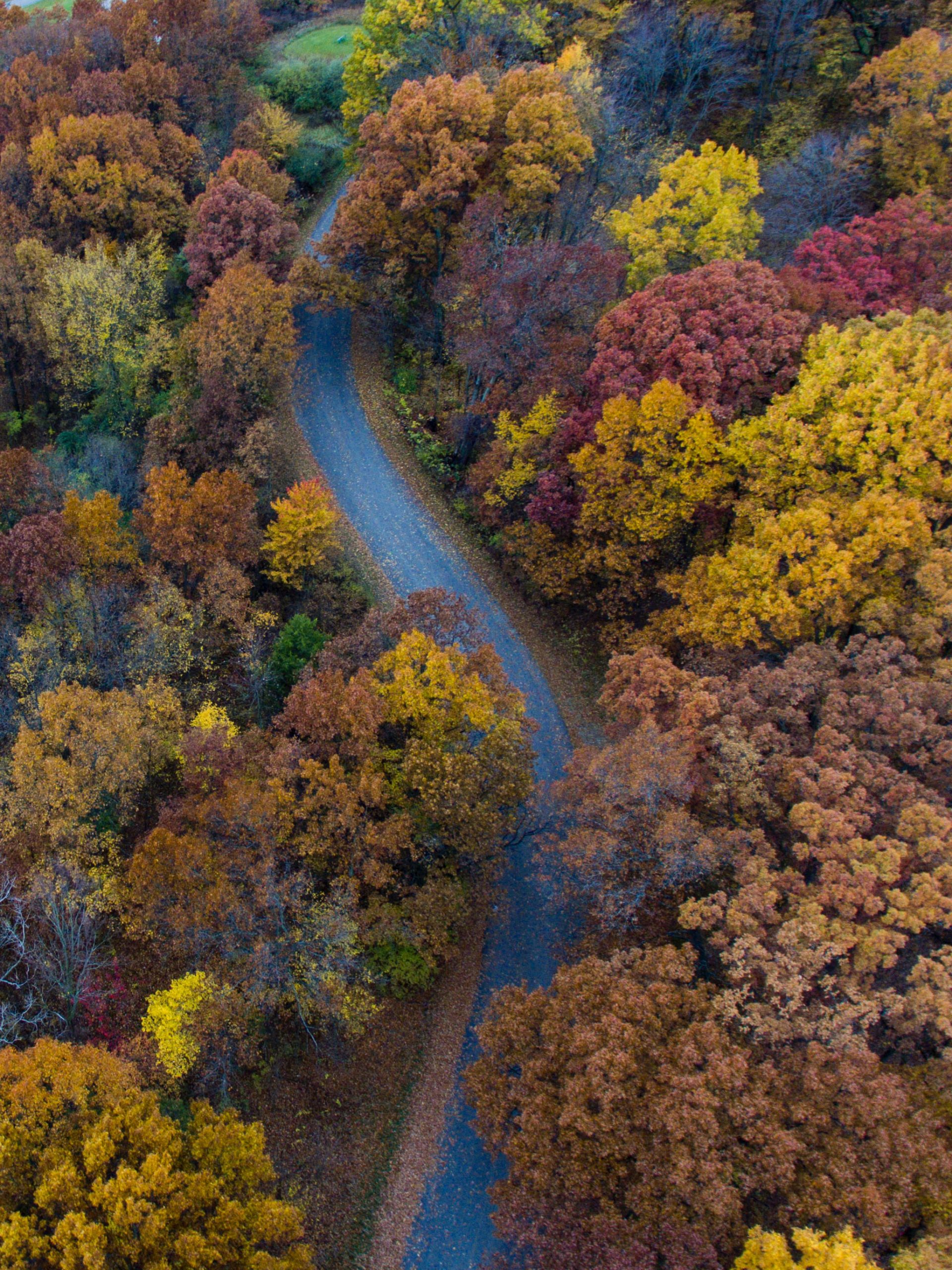 A winding road cuts through a dense forest filled with vibrant autumn foliage in shades of red, orange, and yellow, viewed from above—much like seamlessly navigating the dynamic features of API Playground.