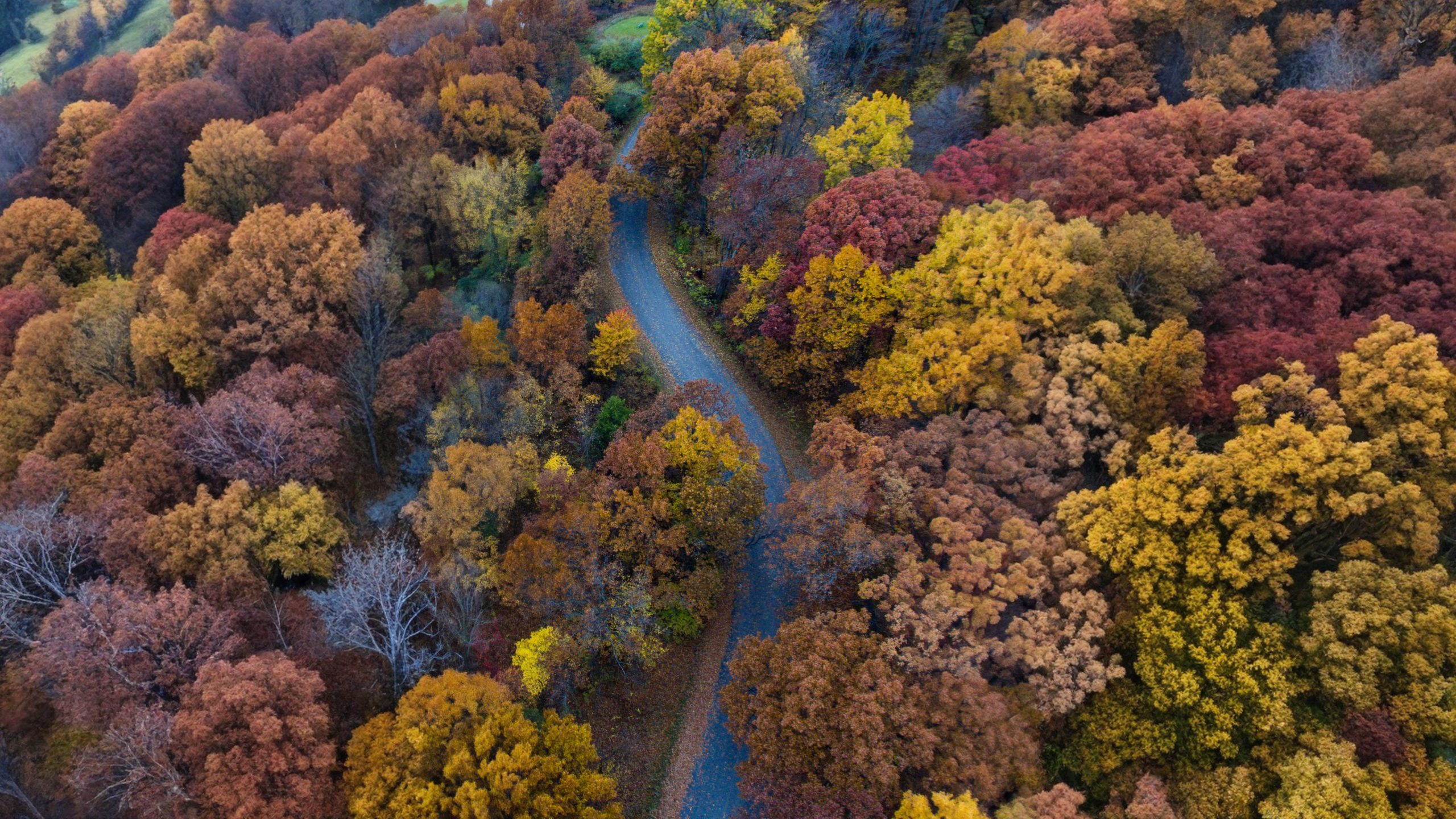 A winding road curves through a dense forest of autumn trees, displaying vibrant red, orange, and yellow foliage seen from above—much like navigating an API Playground from an elevated perspective, with each turn revealing new layers of colour and possibility.